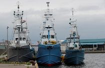 Le Japon reprend la chasse à la baleine après 30 ans d'arrêt