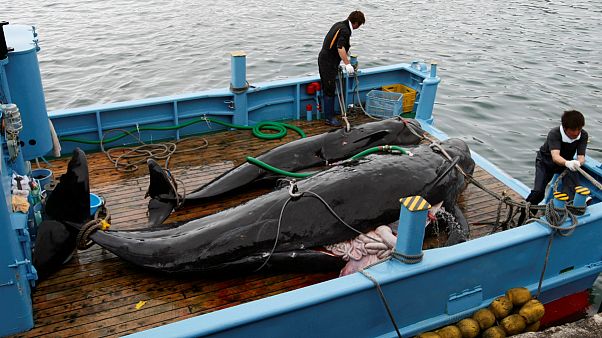 Baleias-piloto no convés de um barco perto de Taiji, a mais antiga vila baleeira do Japão Baleias-piloto no convés de um barco perto de Taiji, a mais antiga vila baleeira do Japão