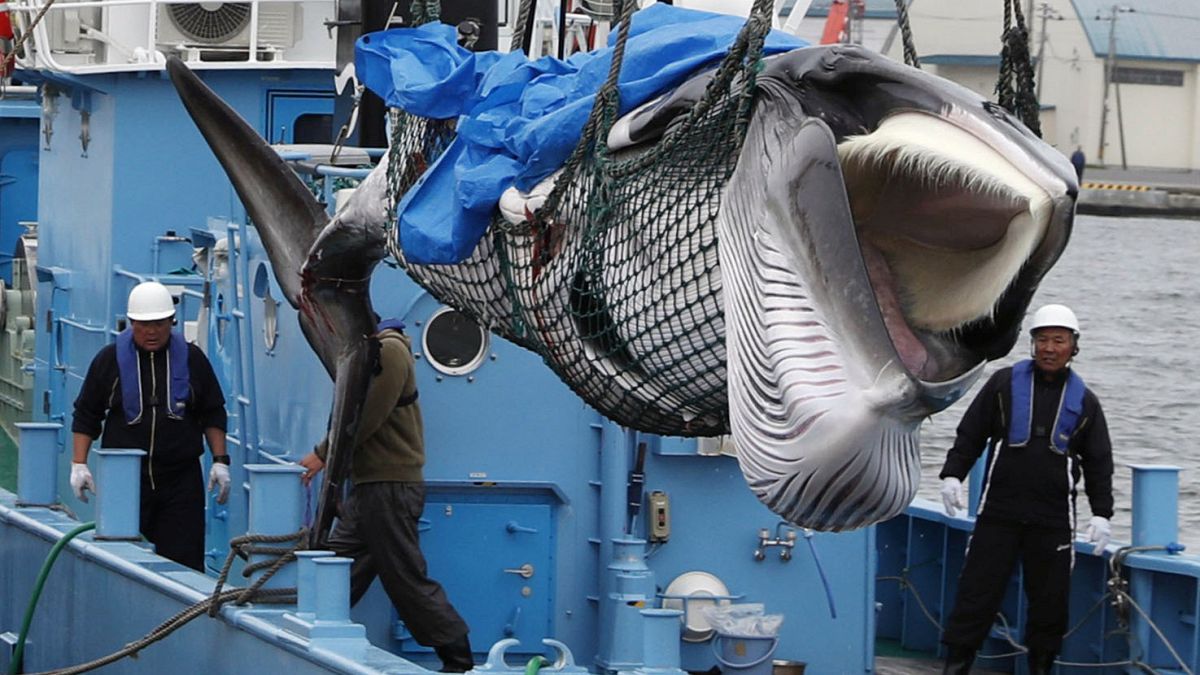 Japon balıkçıların avladığı Minke balinası