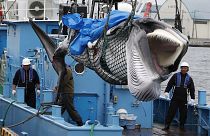 Япония: идёт охота на китов