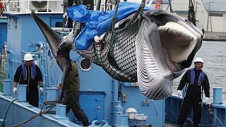 Japon balıkçıların avladığı Minke balinası