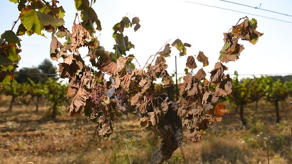 Vignes brûlées par la canicule sur la commune de Sussargues dans le département de l'Hérault - 30/06/2019 Vignes brûlées par la canicule sur la commune de Sussargues dans le département de l'Hérault - 30/06/2019