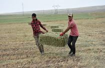 Uluslararası Çalışma Teşkilatı: Küresel ısınma 2030'da 80 milyon istihdam kaybına yol açacak