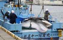 No solo Japón se salta el acuerdo internacional, ¿qué otros países siguen cazando ballenas?
