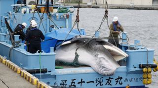 No solo Japón se salta el acuerdo internacional, ¿qué otros países siguen cazando ballenas?