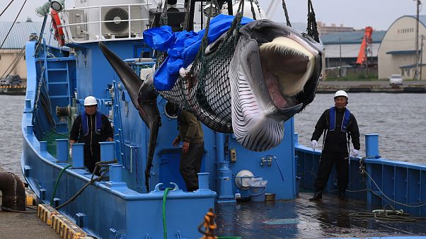 Which countries have continued to hunt whales? Which countries have continued to hunt whales?