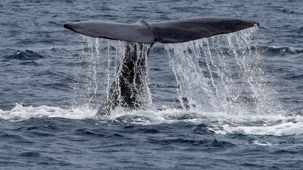 Liberan a los primeros cetáceos de la "prisión de ballenas" rusa