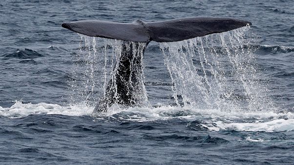 Liberan a los primeros cetáceos de la "prisión de ballenas" rusa Liberan a los primeros cetáceos de la "prisión de ballenas" rusa