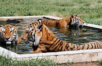 İtalya'da 4 kaplan bakıcılarını öldürdü, sirkler tekrar ülke gündeminde