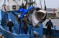 ژاپن علیرغم اعتراض‌ها به شکار تجاری نهنگ ادامه خواهد داد