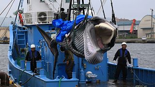 ژاپن علیرغم اعتراض‌ها به شکار تجاری نهنگ ادامه خواهد داد