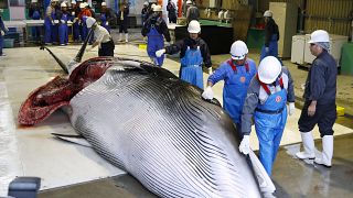 A l'instar du Japon, quels pays autorisent encore la chasse à la baleine?