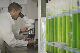 How microalgae can treat wastewater and turn it into a valuable resource