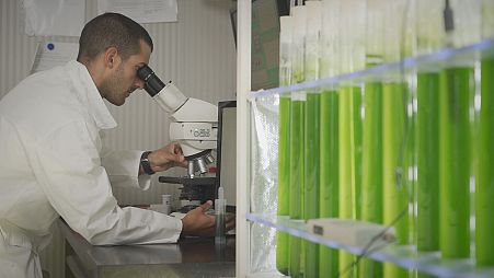 How microalgae can treat wastewater and turn it into a valuable resource