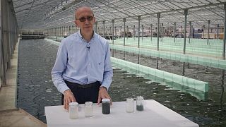 Ученые ЕС тестируют очистку вод фотосинтезом