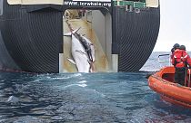 Japonlar dışında hangi uluslar balina avlamaya devam ediyor?