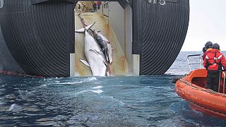 Japonlar dışında hangi uluslar balina avlamaya devam ediyor?
