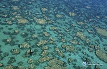 A sérült korallzátonyok 2017-ben