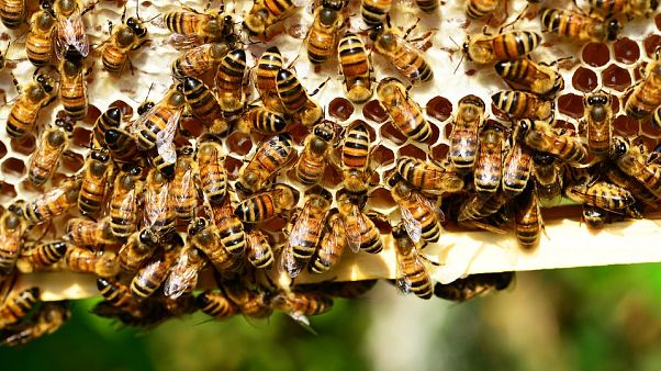 Two tourists attacked by swarm of bees in France Two tourists attacked by swarm of bees in France