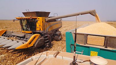 Angola : cultiver son maïs dans la province de Malanje, quel potentiel ?