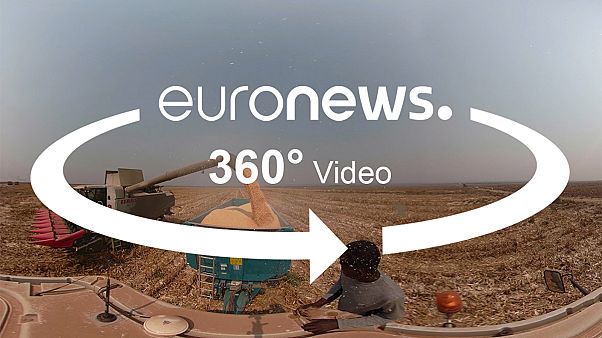 Vídeo 360º: Veja como Angola está a transformar a produção de milho Vídeo 360º: Veja como Angola está a transformar a produção de milho