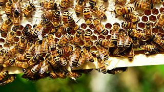 هجوم هزاران زنبور وحشی به دو گردشگر در جنوب فرانسه
