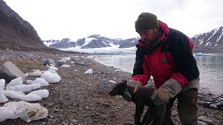 Around the world in 76 days: An Artic fox's journey from Norway to Canada