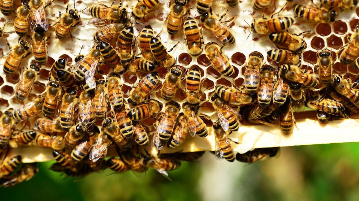 Méhek tömege támadt két turistára Franciaországban