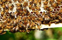 Bienen fallen über Touristen her und stechen mehrere hundert Mal