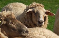 180 Schafe stürzen im Karwendelgebirge in den Tod