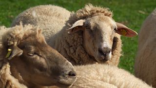 180 Schafe stürzen im Karwendelgebirge in den Tod