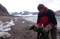 Un scientifique de l'Institut polaire norvégien posant un émetteur à la renarde polaire en Norvège le 29 juillet 2017