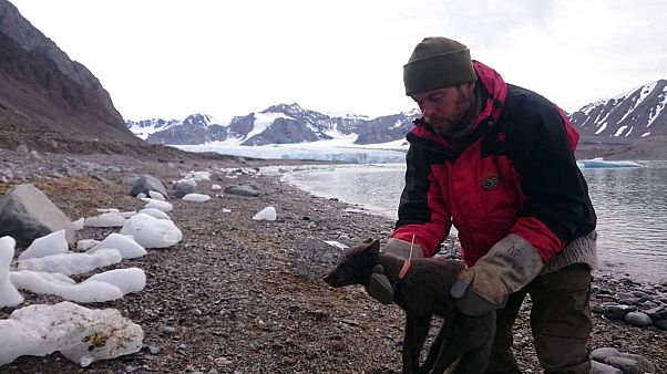 Un scientifique de l'Institut polaire norvégien posant un émetteur à la renarde polaire en Norvège le 29 juillet 2017 Un scientifique de l'Institut polaire norvégien posant un émetteur à la renarde polaire en Norvège le 29 juillet 2017