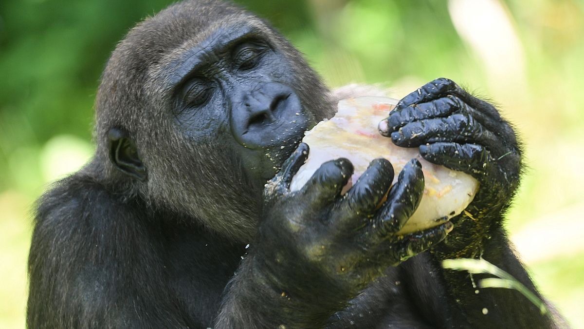 Watch: First ever French-born gorillas released into natural habitat