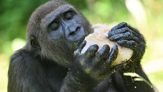 Watch: First ever French-born gorillas released into natural habitat