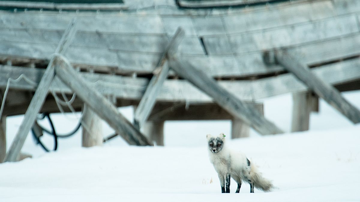 روباه قطبی با پیمودن ۳۵۰۰ کیلومتر در ۷۶ روز دانشمندان را شگفت‌زده کرد
