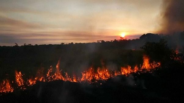La déforestation de l'Amazonie a augmenté de 88% en un an La déforestation de l'Amazonie a augmenté de 88% en un an