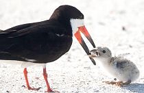 A black skimmer seabird feeding its young with a cigarette butt