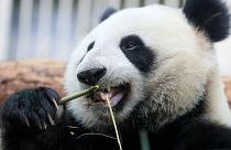 Panda eats bamboo in Moscow