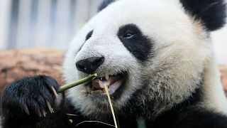 Panda eats bamboo in Moscow