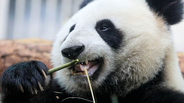 Panda eats bamboo in Moscow Panda eats bamboo in Moscow