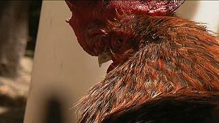 El cacareo de un gallo, a juicio en Francia