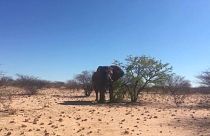 Killing of 'iconic', 50-year-old elephant in Namibia sparks outcry