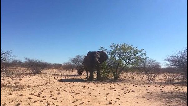 Killing of 'iconic', 50-year-old elephant in Namibia sparks outcry Killing of 'iconic', 50-year-old elephant in Namibia sparks outcry