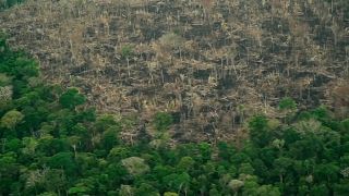 Амазония: «контроль ослабевает»