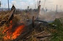 Gátlástalanul irtják az amazonasi őserdőt