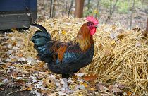 من قال إن المحاكم للبشر فقط ؟ للطيور أيضا منها نصيب.. ديكٌ أمام القضاء بتهمة الصياح