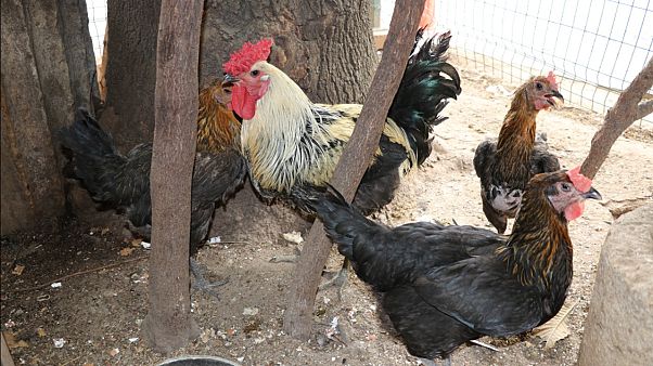 Fransa: Vakitsiz öten horoz komşuları mahkemelik etti Fransa: Vakitsiz öten horoz komşuları mahkemelik etti