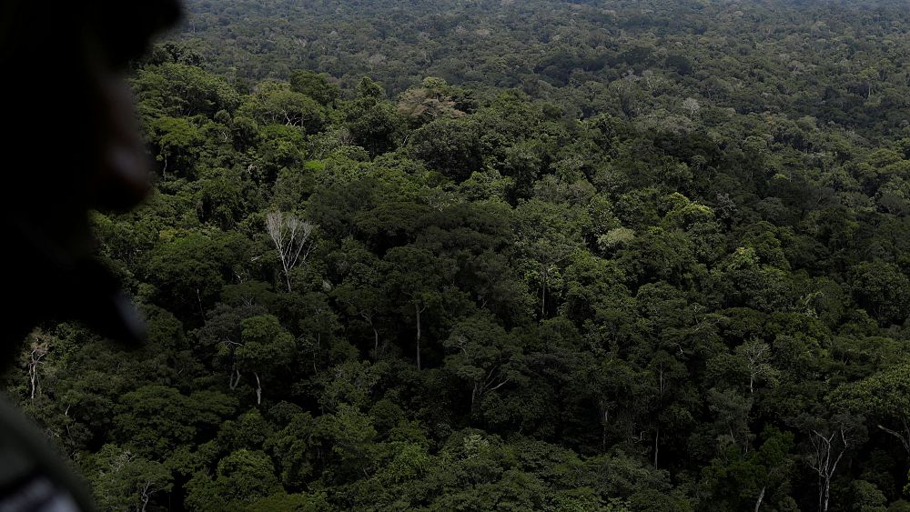 Sharp rise in Amazon deforestation in Brazil under Bolsonaro