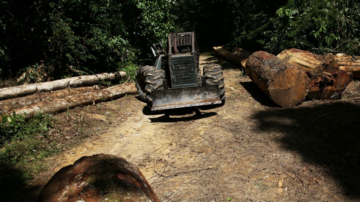 سیاست‌های دولت جدید برزیل و افزایش ۸۸ درصدی جنگل‌زدایی در آمازون